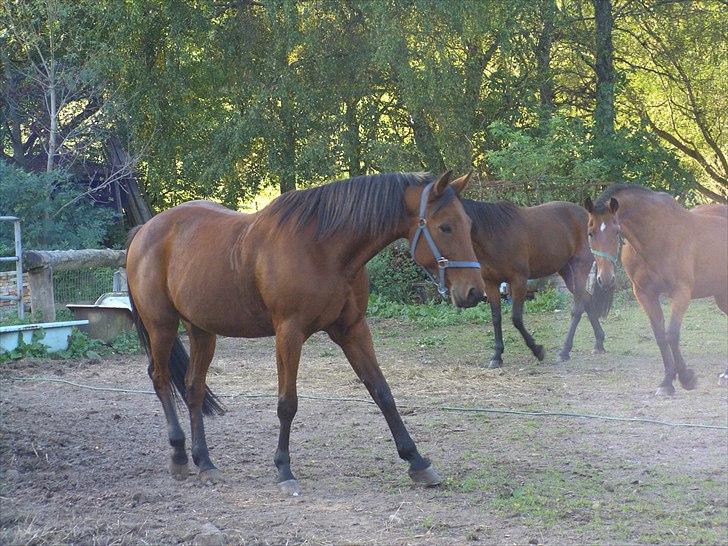 Traver ild i røven billede 13
