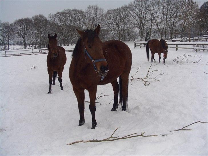 Traver ild i røven billede 14