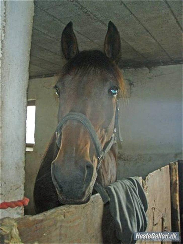 Traver Gudde P (RIP) billede 1