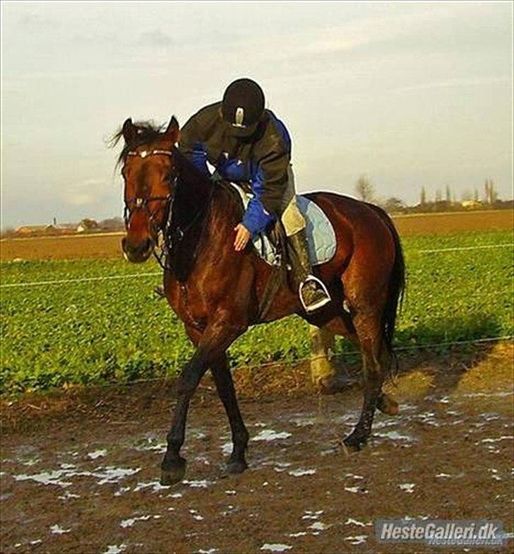 Traver Gudde P (RIP) billede 2