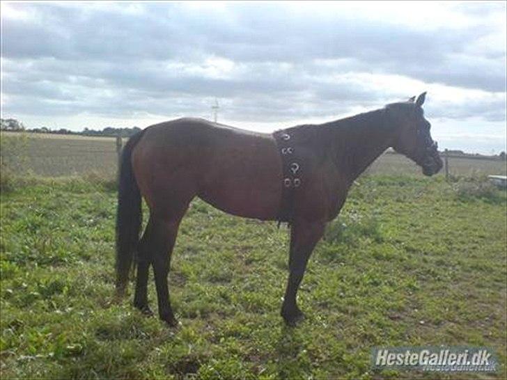 Traver Gudde P (RIP) billede 3