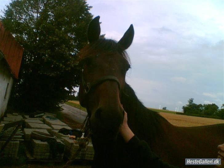 Traver Gudde P (RIP) billede 4