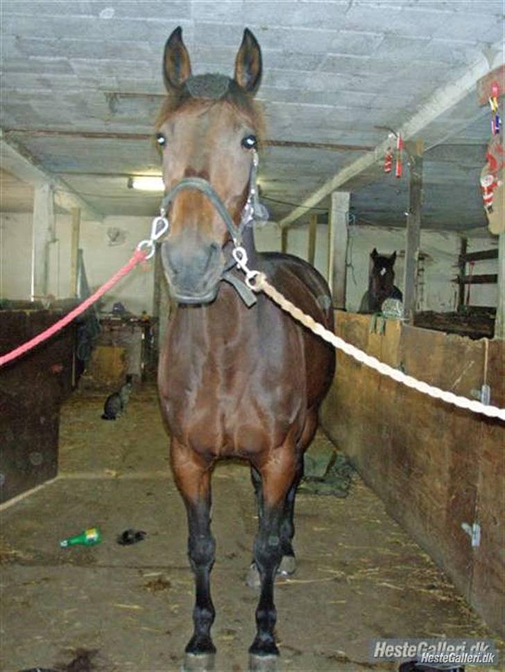 Traver Gudde P (RIP) billede 5