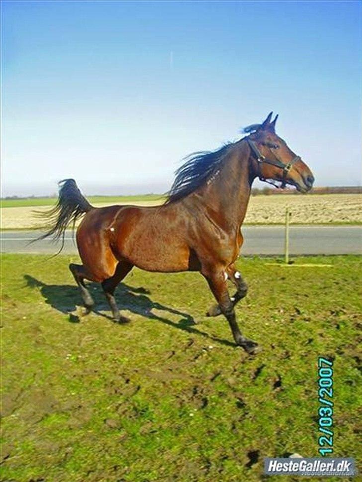 Traver Gudde P (RIP) billede 6