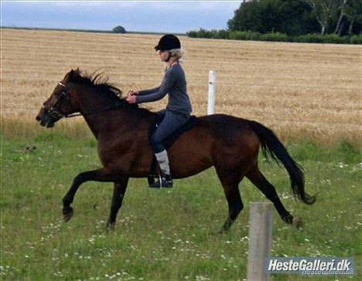 Traver Gudde P (RIP) billede 7