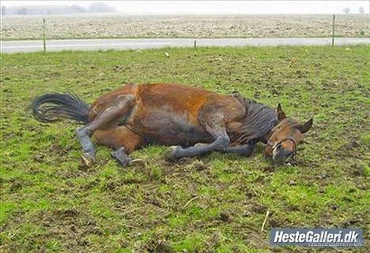 Traver Gudde P (RIP) billede 8