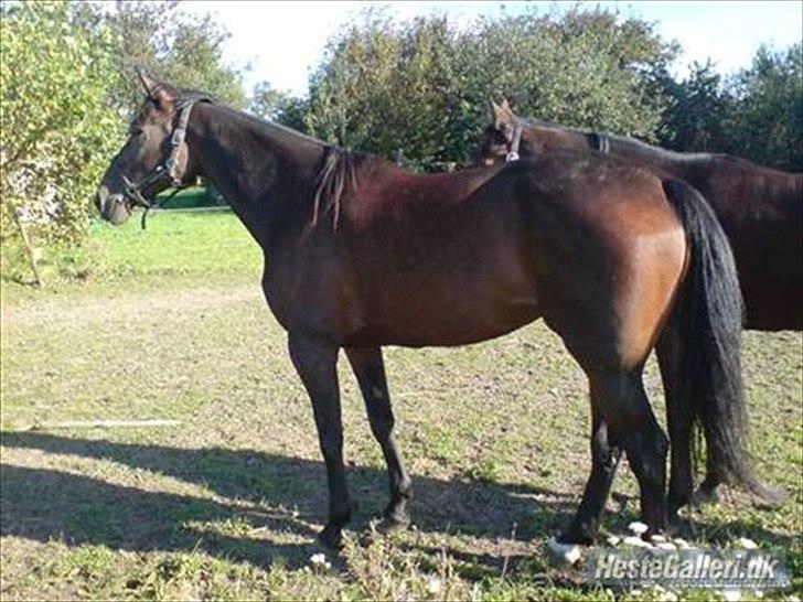 Traver Gudde P (RIP) billede 9