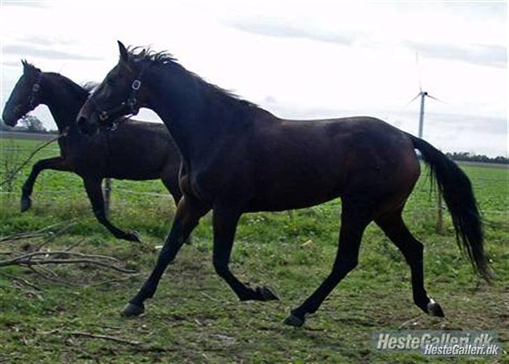 Traver Gudde P (RIP) billede 10