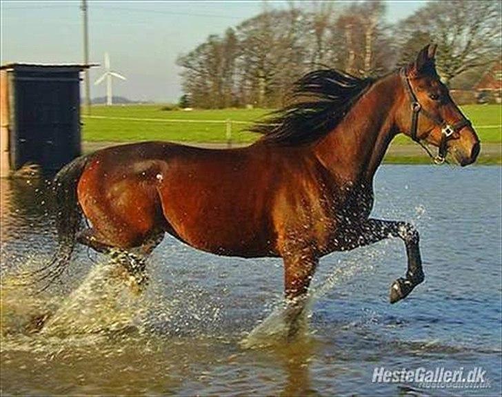 Traver Gudde P (RIP) billede 11