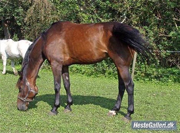 Traver Gudde P (RIP) billede 12