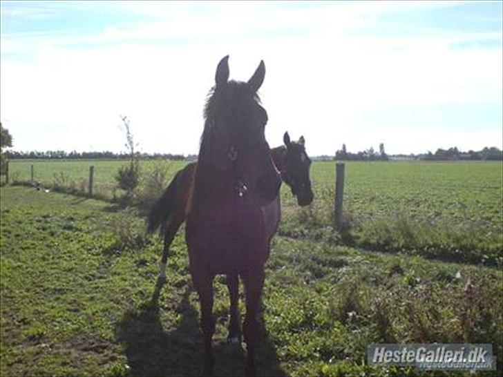 Traver Gudde P (RIP) billede 13