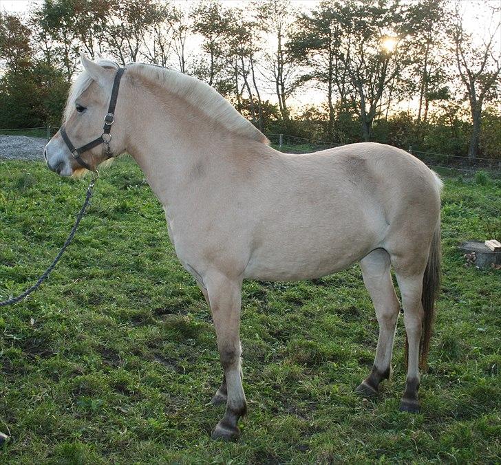 Fjordhest Fønix Kraka billede 15