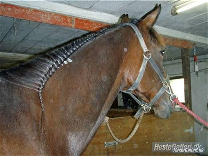 Traver Gudde P (RIP) billede 14