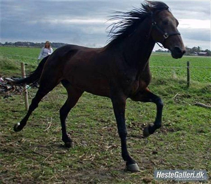 Traver Gudde P (RIP) billede 15