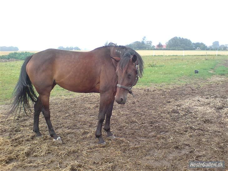 Traver Gudde P (RIP) billede 16