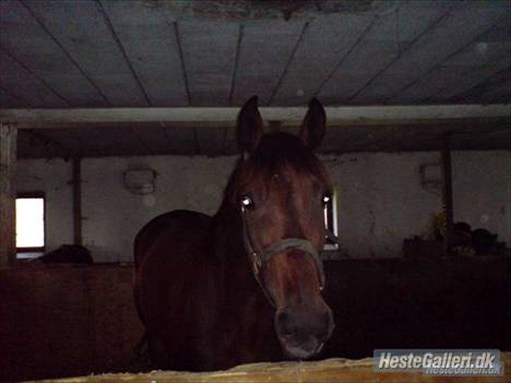 Traver Gudde P (RIP) billede 17