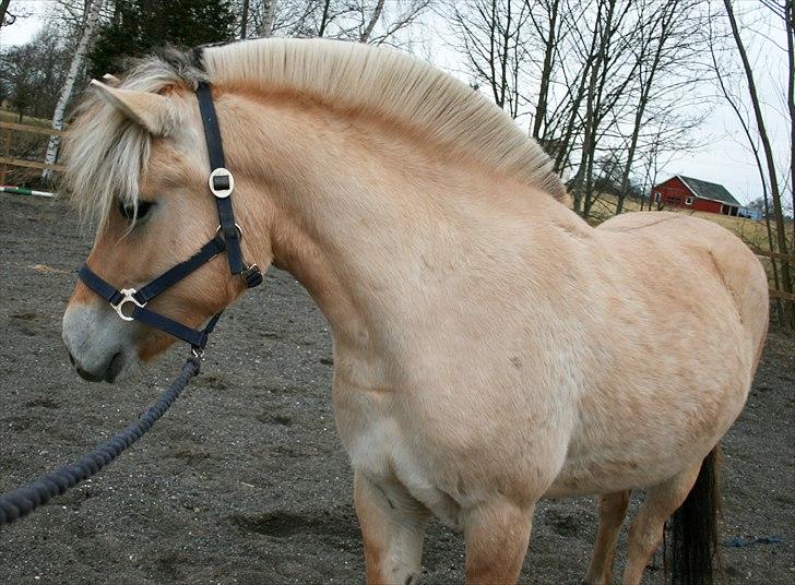 Fjordhest Fønix Kraka billede 16