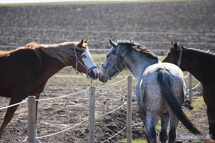 Anden særlig race Güzel billede 10