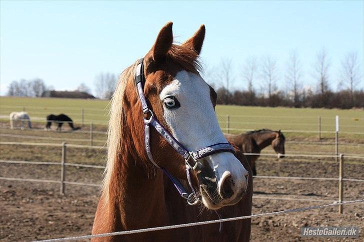 Anden særlig race Güzel billede 11