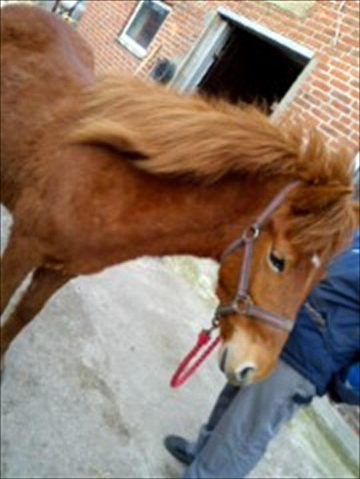 Anden særlig race safira (solgt);(  billede 15