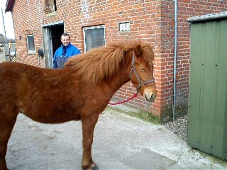 Anden særlig race safira (solgt);(  - pels klump:D billede 16