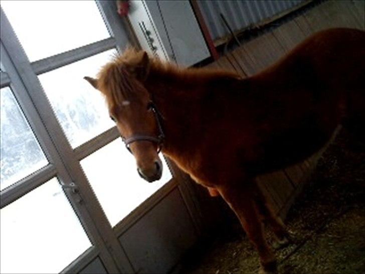 Anden særlig race safira (solgt);(  - jeg gider ikke være her inde mere! ud på fold og hygge:D billede 18