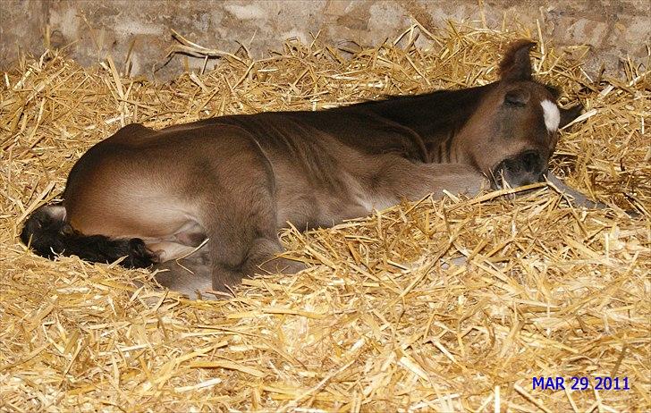 Dansk Varmblod Cording's Largo Master - En lille lur :-) billede 6