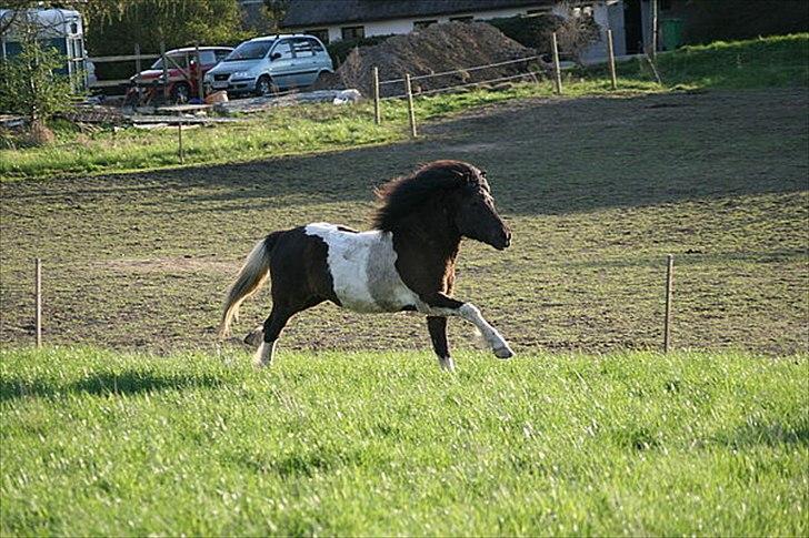 Islænder Andvari fra Thorsvighus - Velkommen til Madsens profil :-) billede 1