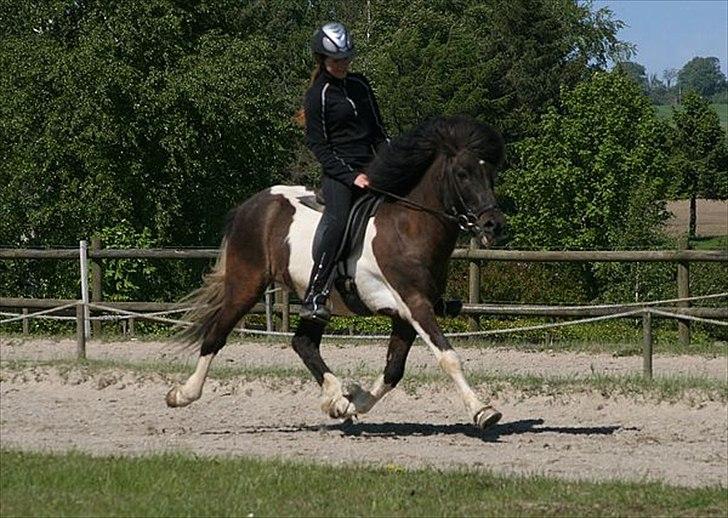 Islænder Andvari fra Thorsvighus - Madsen og Thea på NG billede 2