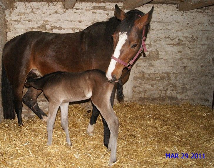 Dansk Varmblod Cording's Largo Master - Mæææælk :-) billede 7