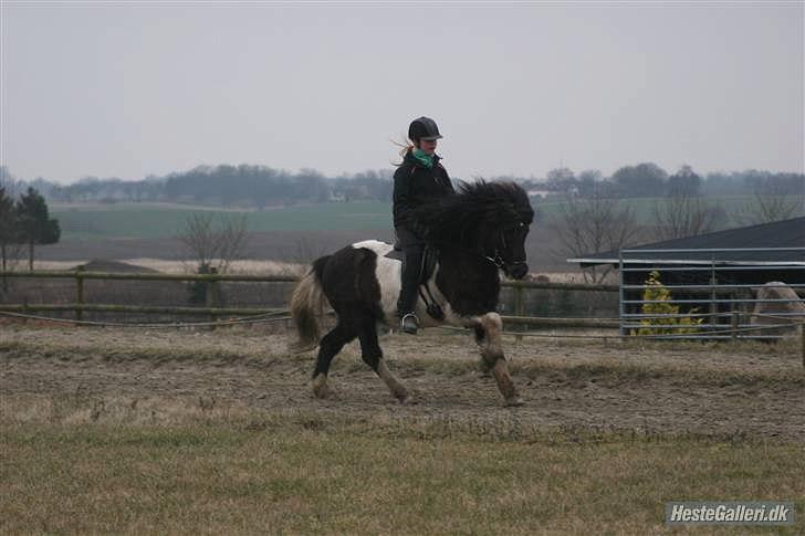 Islænder Andvari fra Thorsvighus - Madsen og jeg træner til DSU 09 på NG :-) her i galop billede 3