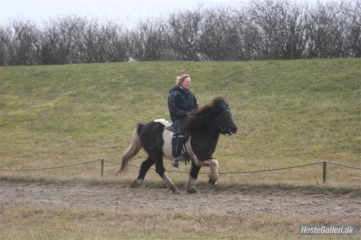 Islænder Andvari fra Thorsvighus - Mutti og Madsen - bedstevenner for evigt :-) billede 4