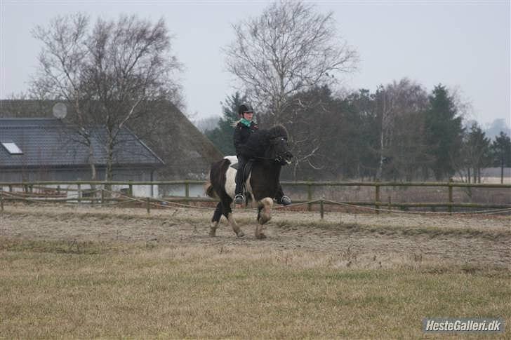 Islænder Andvari fra Thorsvighus billede 5