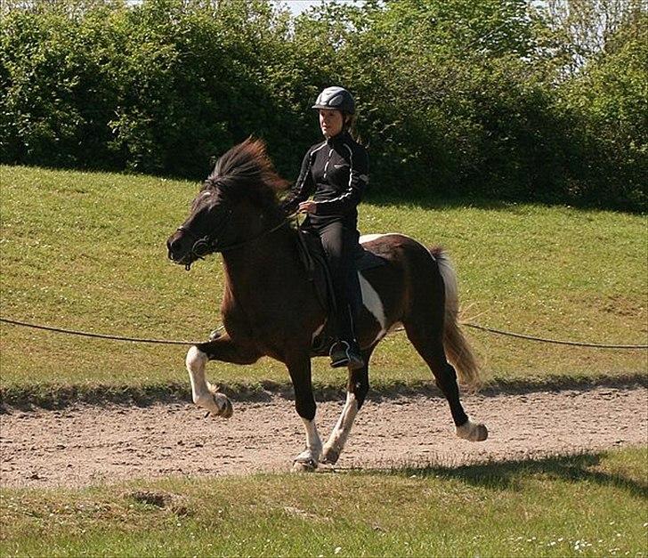 Islænder Andvari fra Thorsvighus - Madsen og Thea - du er sej!! billede 6