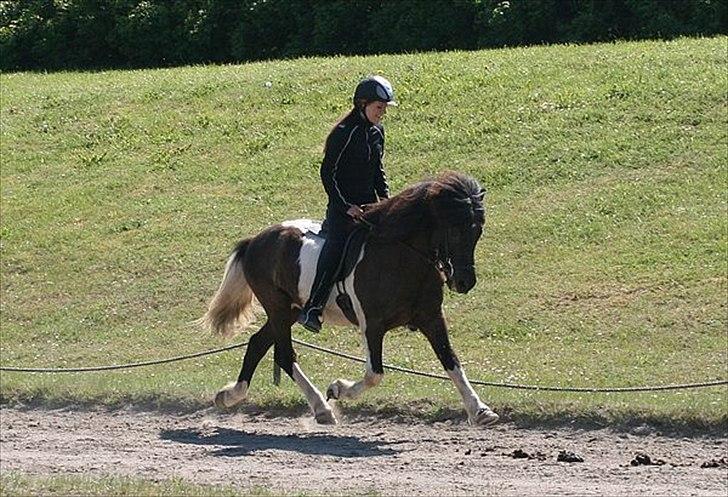 Islænder Andvari fra Thorsvighus - DU ER FOR SEJ THEA :-D billede 7