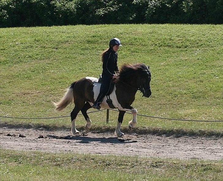 Islænder Andvari fra Thorsvighus - Her igen i trav - Madsen og Thea billede 8