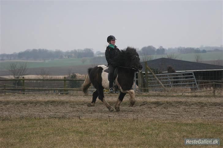 Islænder Andvari fra Thorsvighus - Madsen på hjemmebane :o) billede 9