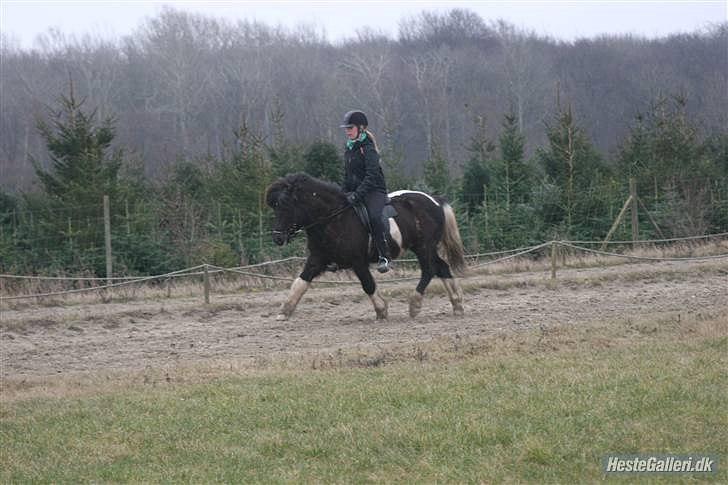 Islænder Andvari fra Thorsvighus billede 10