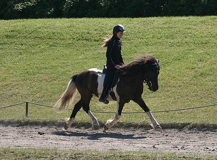 Islænder Andvari fra Thorsvighus - Thea og Madsen igen :o) billede 11