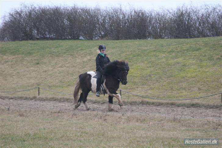 Islænder Andvari fra Thorsvighus - Her i galop :o) billede 12