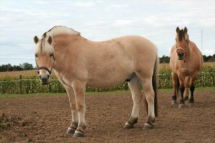 Fjordhest Rask Kongehøj R.I.P. - Sommer 2010 :-) Taget af Susanne billede 7