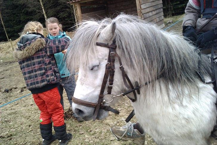 Shetlænder Lucas :) billede 5