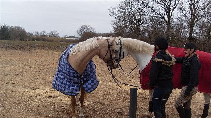 Palomino Movie Box - Mussen og en af hendes mange fyre :) - 15-03-2011 billede 10