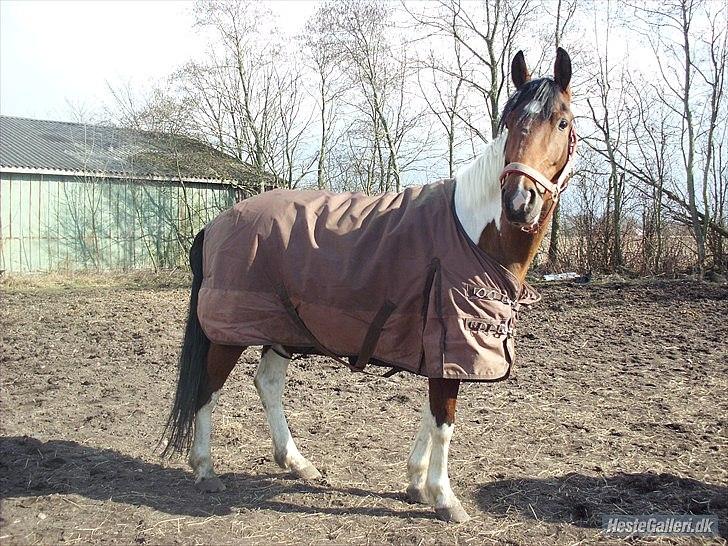 Anden særlig race Bommerlunds Streetboy - smuk <3 billede 15