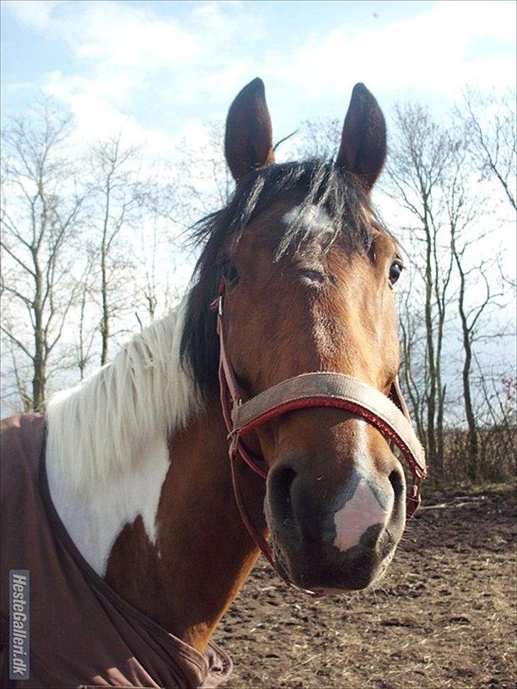 Anden særlig race Bommerlunds Streetboy billede 16