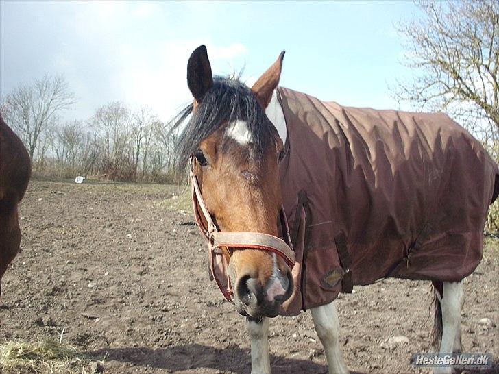 Anden særlig race Bommerlunds Streetboy billede 17