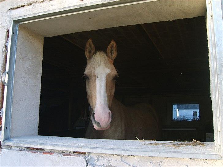 Palomino Movie Box - Movie er meget meget glad for hendes nye vindue! (: billede 12