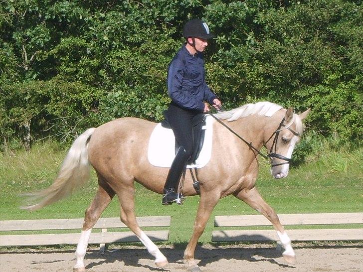 Palomino Movie Box - Vdr 15-08-2010 billede 1