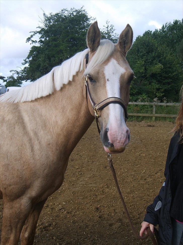 Palomino Movie Box - DSP´s Championat i Ikast.. der skal også være lidt tid til at slappe af, inden man skal ind og ride!(: billede 14