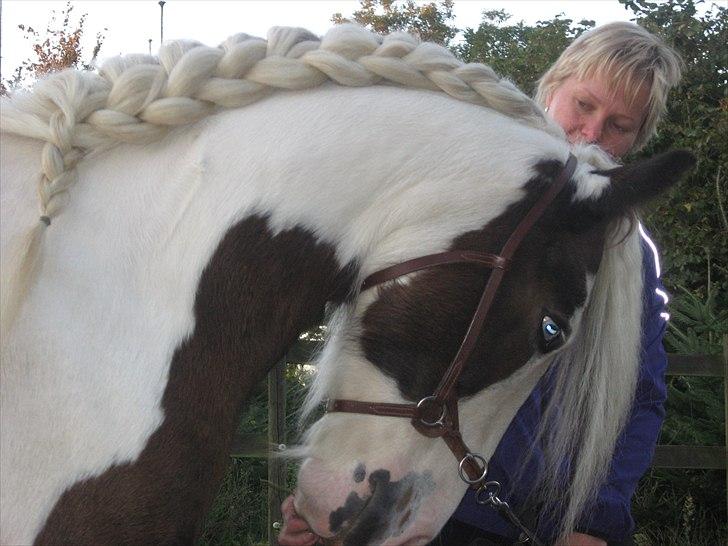 Irish Cob Henning billede 1